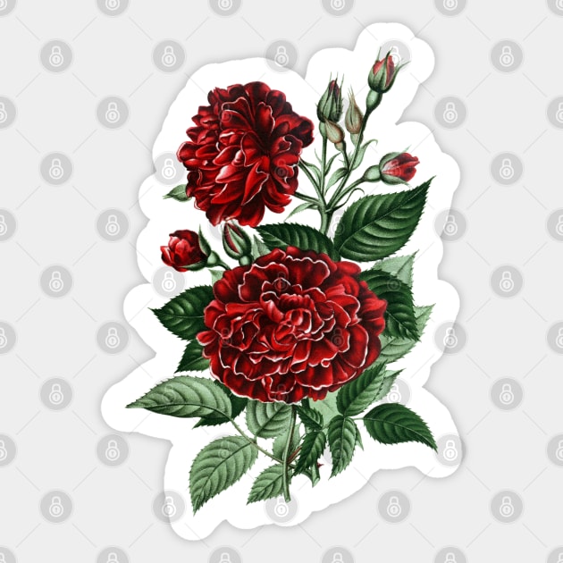 Red Rose Flower Sticker by Biophilia